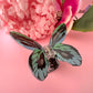 Large butterfly hair claw clip.